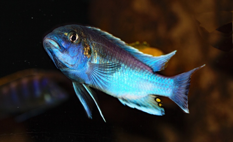 Melanochromis lepidiadaptes 'Makanjila Point'